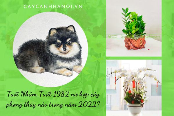Tuổi Nhâm Tuất 1982 nữ hợp cây phong thủy nào trong năm 2022? - TungChi&039N