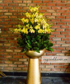 Hoa lan hồ điệp vàng trồng chậu khảm trai composite đẹp