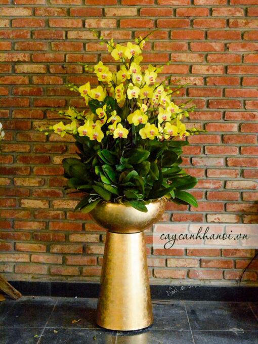 Hoa lan hồ điệp vàng trồng chậu khảm trai composite đẹp