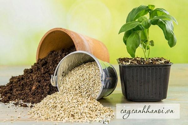 Đá Vermiculite bổ sung các chất dinh dưỡng cho cây rau