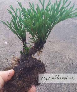 Cây cỏ trường sinh thường được trồng bonsai