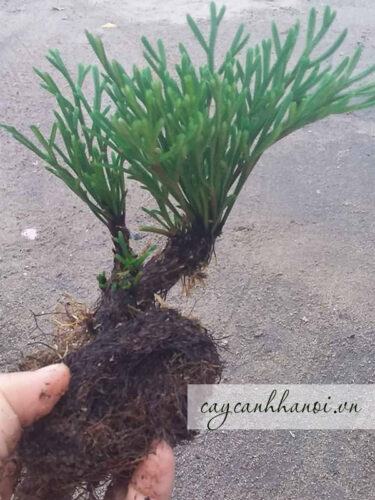 Cây cỏ trường sinh thường được trồng bonsai