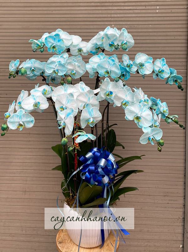 Hoa lan hồ điệp xanh dương mang vẻ đẹp độc đáo