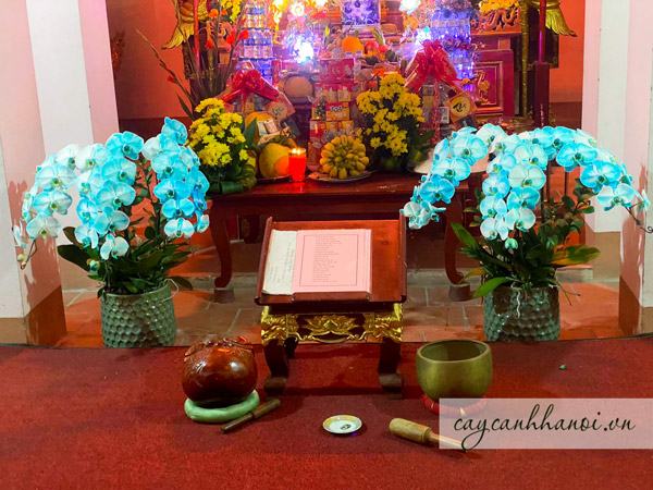 Cây Cảnh Hà Nội cung cấp hoa lan hồ điệp xanh dương đẹp giá rẻ