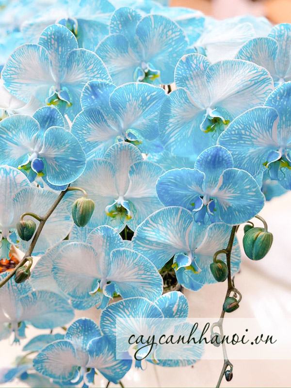 Hoa lan hồ điệp màu xanh dương mang vẻ đẹp độc đáo và quý hiếm