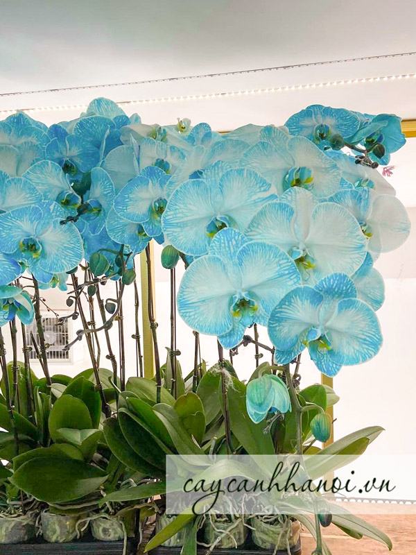 Đặc điểm của hoa lan hồ điệp màu xanh dương