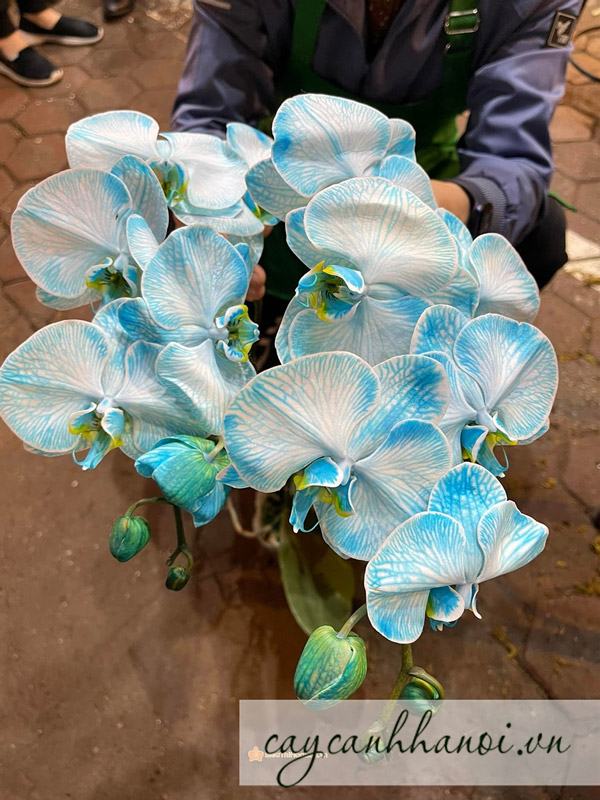 Hoa lan hồ điệp xanh màn vẻ đẹp độc đáo ấn tượng