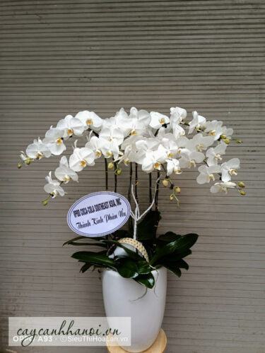 Hoa lan hồ điệp trắng làm quà tặng trong các dịp đặt biệt
