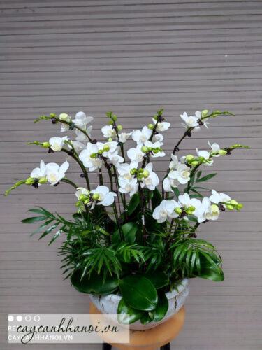 Hoa lan hồ điệp trắng làm quà tặng mang vẻ đẹp thuần khiết và sang trọng