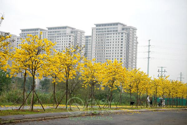 Cây phong linh thường ra hoa vào mùa xuân