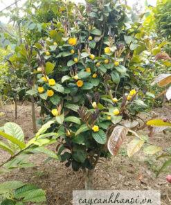 Cây chè hoa vàng rừng dùng để sản xuất trà