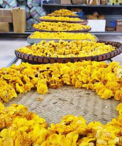 Trà hoa vàng ba chẽ bông sấy lạnh thu hoạch bằng thủ công