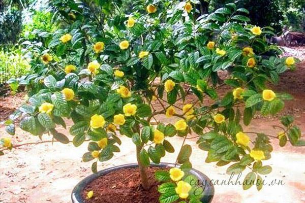 Cây hoa trà vàng bonsai nở hoa