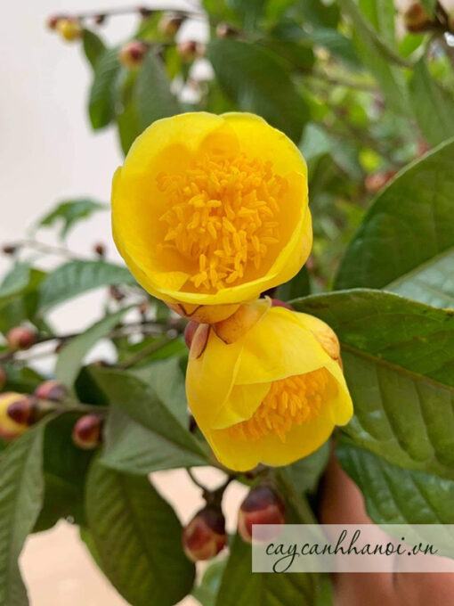 Chè hoa vàng có tên tiếng Anh Golden Camellia
