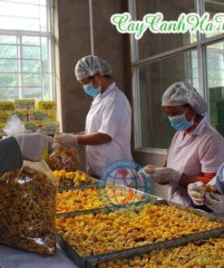 Trà hoa vàng Ba Chẽ được sản xuất thủ công và tự nhiên