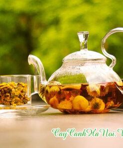 Cách uống trà hoa vàng tươi, cách dùng uống trà hoa vàng khô tương đối giống nhau