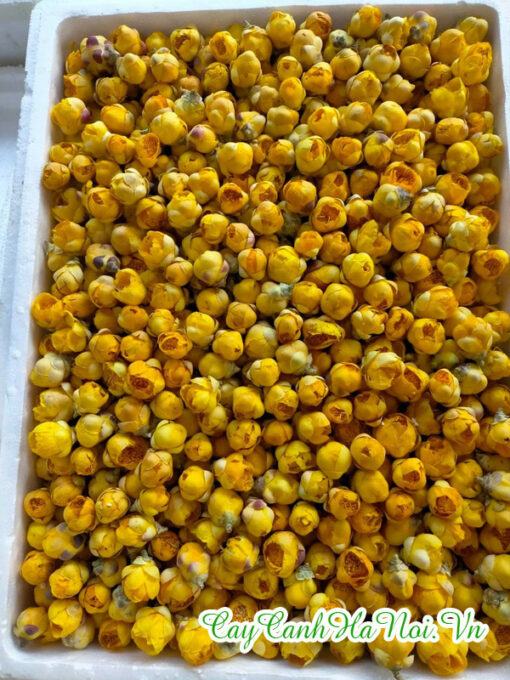 Trà hoa vàng Ba Chẽ Quảng Ninh