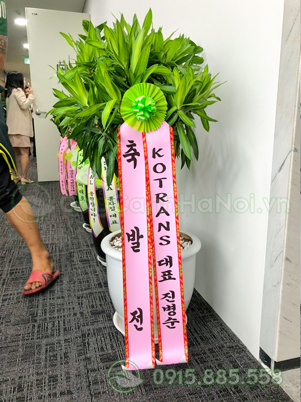 Biển chúc mừng tiếng Hàn Quốc cho chậu cây tặng khai trương