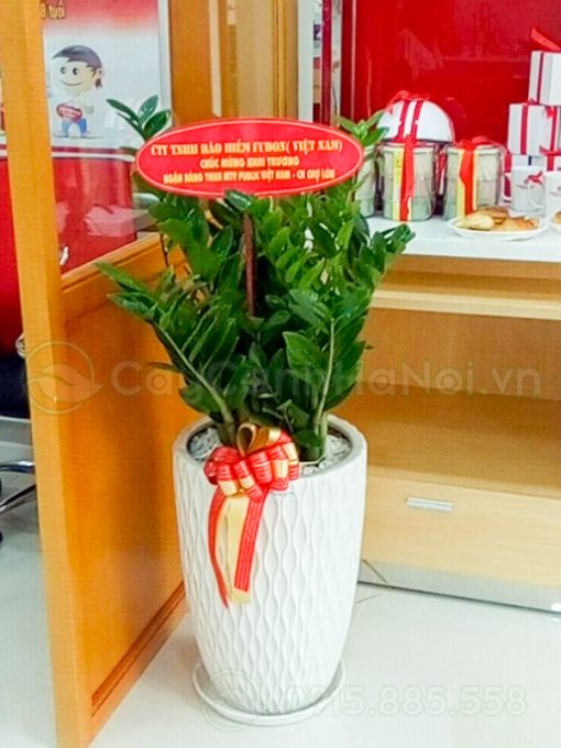 Đặt cây khai trương Hà Nội nhanh chóng gọn nhẹ