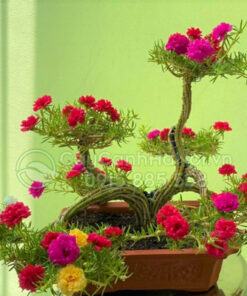 Hoa mười giờ trồng bonsai trang trí