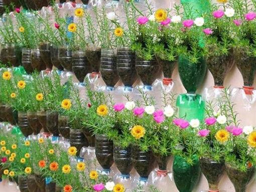 Cách trồng cây hoa mười giờ mỹ Thái Lan