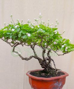 Cây hoa nhài (lài ta) bonsai