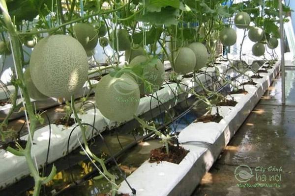 Mùn dừa mang đến nhiều giá trị thiết thực cho nành trồng trọt