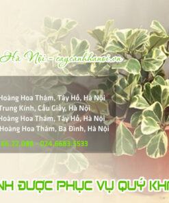 Địa chỉ bán cây bàng cẩm thạch lá tim đẹp giá rẻ tại Hà Nội