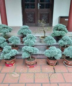 Cây Cảnh Hà Nội cung cấp cây cúc mốc bonsai đẹp