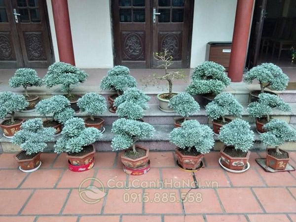 Cây Cảnh Hà Nội cung cấp cây cúc mốc bonsai đẹp
