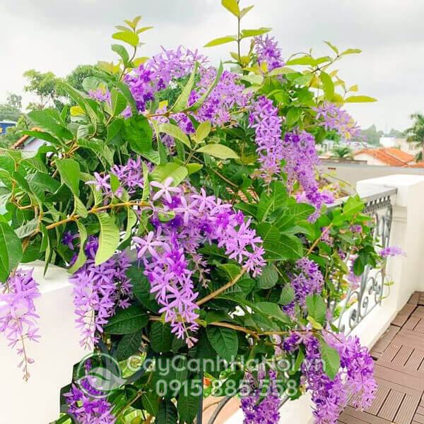 Cây hoa mai xanh Thái Lan đẹp trồng sân thượng