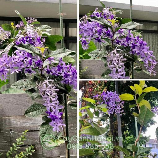 Nơi bán cây hoa mai xanh Thái Lan đẹp giá rẻ tại Hà Nội