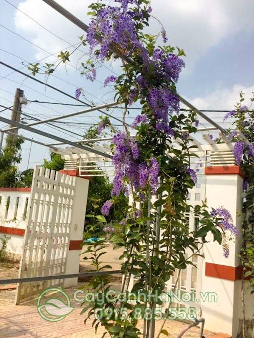 Cây hoa mai xanh Thái leo giàn đẹp