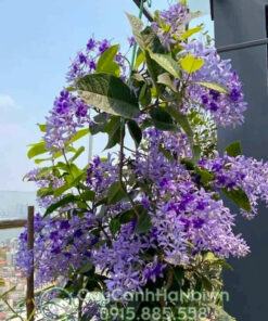Cây hoa mai xanh Thái trồng sân vườn đẹp