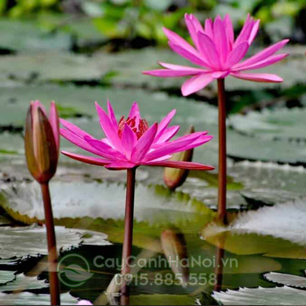Hoa Súng hồng trồng ao hồ đẹp