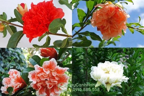Hoa lựu hạnh có nhiều màu nhưng phổ biến nhất là hoa lựu hạnh đỏ