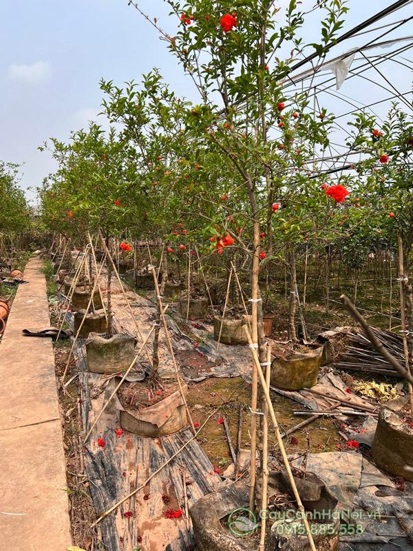 Nơi cung cấp cây lựu hạnh số lượng lớn tại Hà Nội