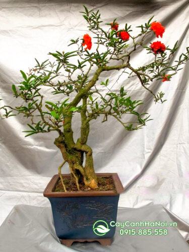 Cây lựu hạnh bonsai