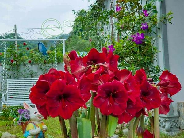 Cây Cảnh Hà Nội bán cây hoa huệ tây giá rẻ