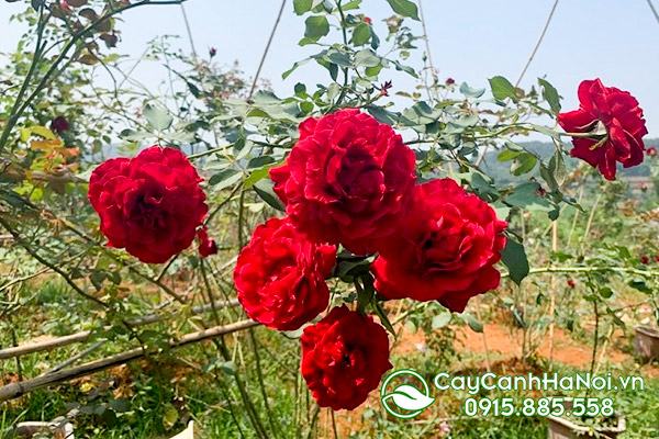 Hoa hồng cổ Sơn La có nhiều màu rực rỡ