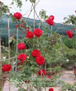 Hoa hồng cổ đỏ sơn la