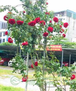 Vị trồng hoa hồng cổ Sơn La phải có nắng