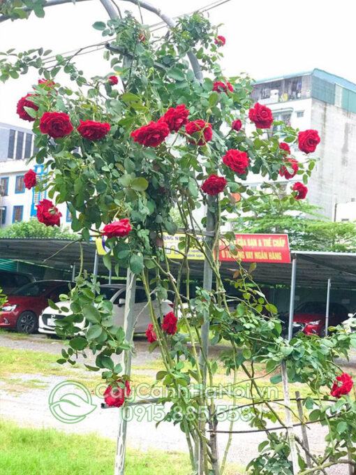 Vị trồng hoa hồng cổ Sơn La phải có nắng