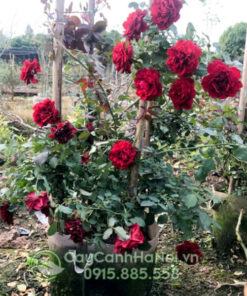 Cách trồng hoa hồng cổ Sơn La