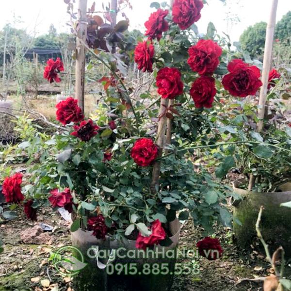 Cách trồng hoa hồng cổ Sơn La 
