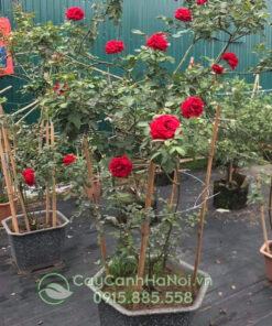 Hoa hồng Sơn La