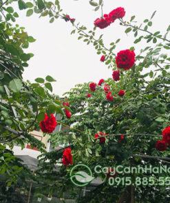 Nên tưới nước cho cây hoa hồng cổ thường xuyên