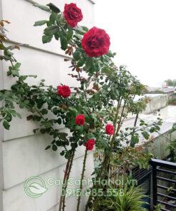 Nhu cầu phân bón của cây hoa hồng cổ Sơn La