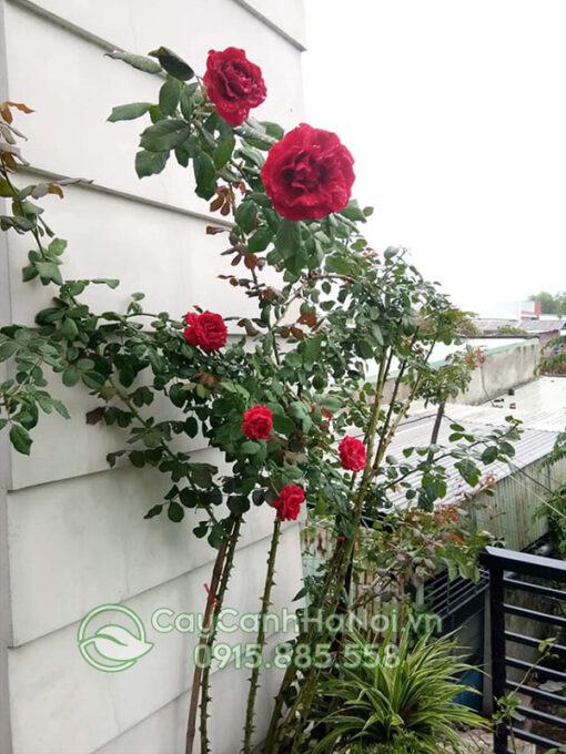 Nhu cầu phân bón của cây hoa hồng cổ Sơn La