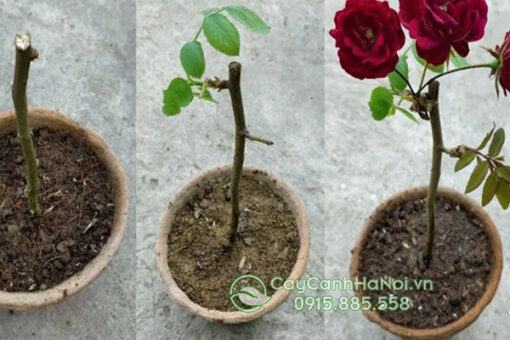 Cách giâm cành cây hoa hồng cổ Sơn La